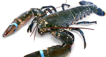 American Lobster